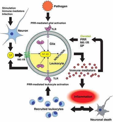 The Therapeutic Potential of Targeting Substance P/NK-1R Interactions in Inflammatory CNS Disorders